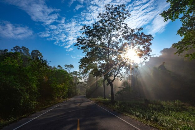 Sun rays through mist illumining a curved scenic road surrounded by beautiful green forest with light effects and shadows.  Kaeng Krachan National Park, Phetchaburi - Thailand