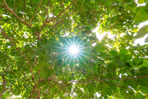 写真 木の背景を通して太陽光線