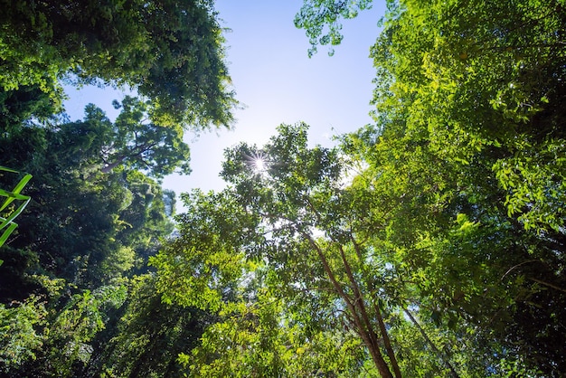 写真 木々の間からの太陽光線