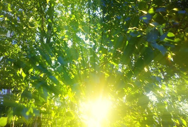 Sun rays through tree crown background