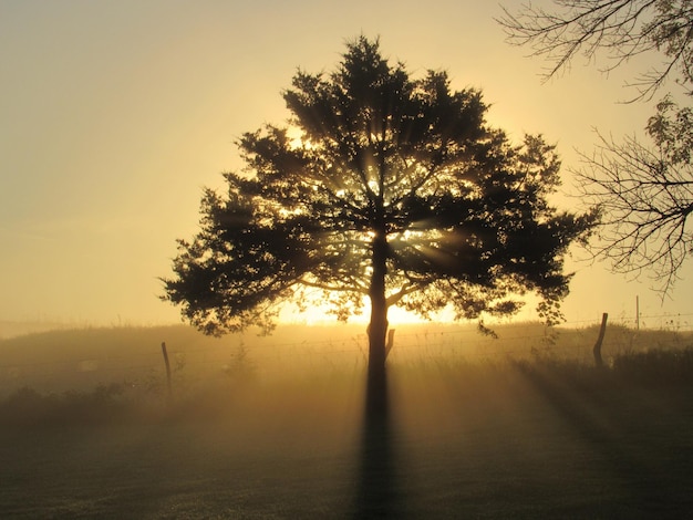 Photo sun rays thru the tree