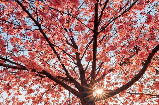 太陽光線トラフ マグノリアの花。夢の春の自然の背景。素晴らしい雄大な春