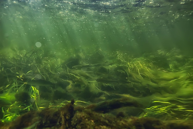 sun rays under water landscape, seascape fresh water river diving