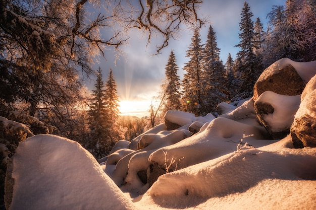 Sun rays in winter forest