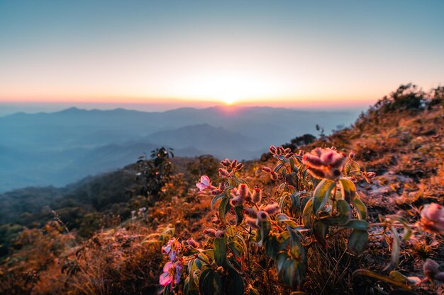 夏は山に昇り、春は花が咲きます