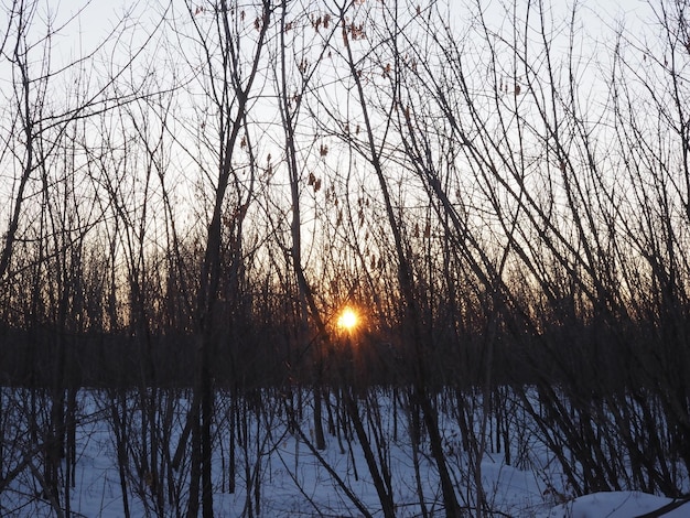 the sun rising over the winter forest