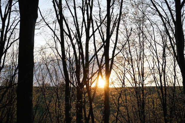 太陽の光が木の幹を突き破る春の森に沈む夕日と山々