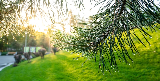 The sun's rays illuminate drops of dew or rain on pine needles