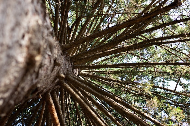 Sun's rays make their way through the trunks of trees in a pine forest big tree