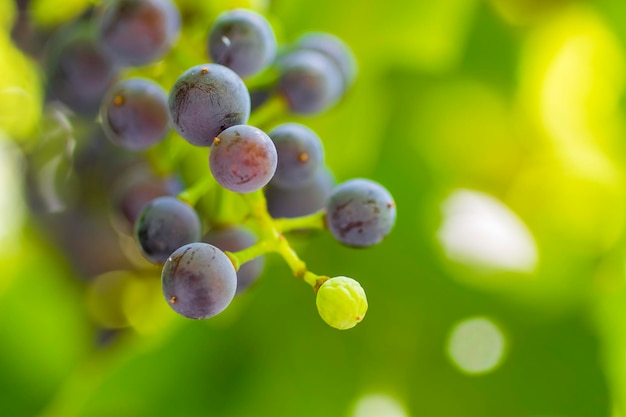 The sun's rays make their way through the young vines