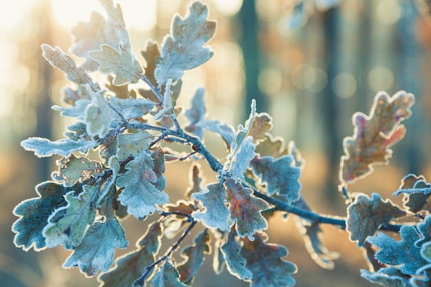 霜で覆われたオークの葉で枝を通して輝く朝の太陽の太陽光線。