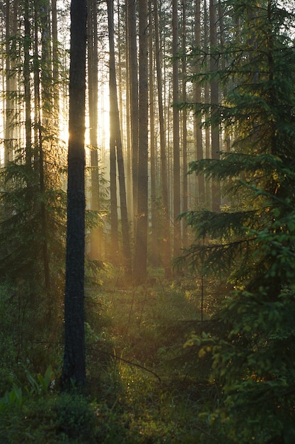 I raggi del sole penetrano tra i pini e gli alberi, colorando la foresta di un colore caldo, una bellissima alba nel verde della foresta.