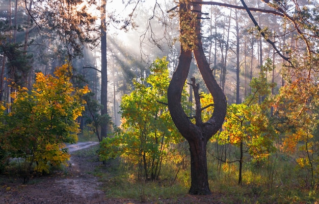 The sun's rays pierce the branches of the trees. Beautiful autumn morning in the forest