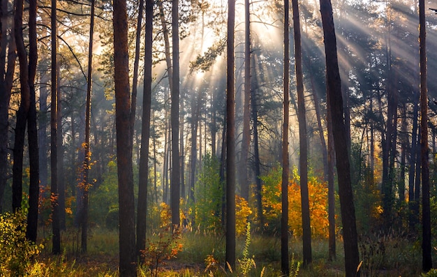 The sun's rays pierce the branches of the trees. Beautiful autumn morning in the forest