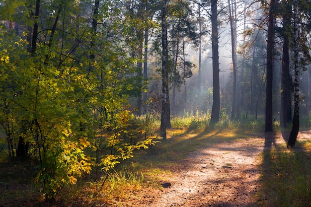 The sun's rays pierce the branches of the trees. Beautiful autumn morning in the forest