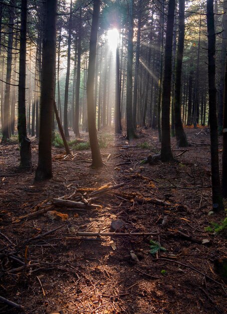 The sun's rays through the trunks of pine trees in the forest in Dirfys mountains in Greece