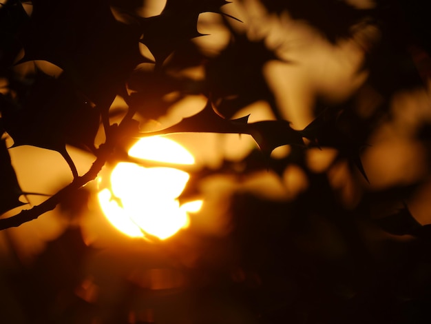 Photo sun seen through leaves