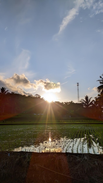 The sun sets over the rice fields