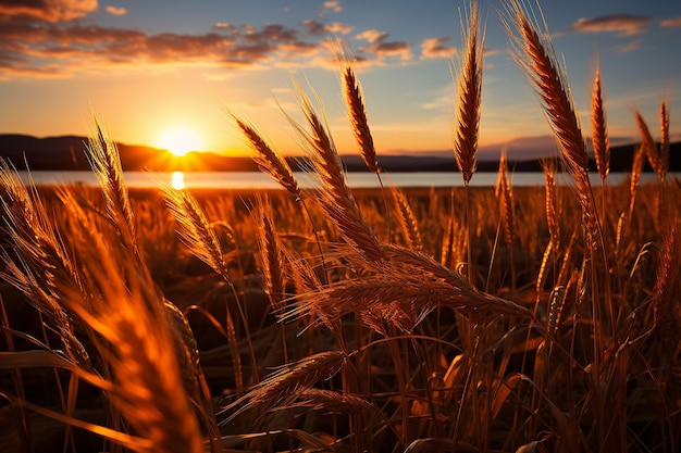 Sun setting behind a field of wheat