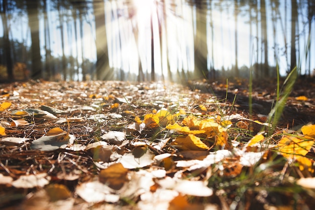 Sun shines in autumn forest fallen leaves through the trunks of trees.