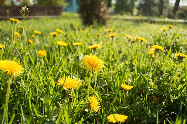 The sun shines on dandelions in the grass