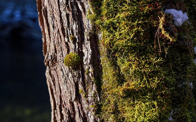 Sun shines on fine green moss growing in forest on tree melting snow near closeup macro detail