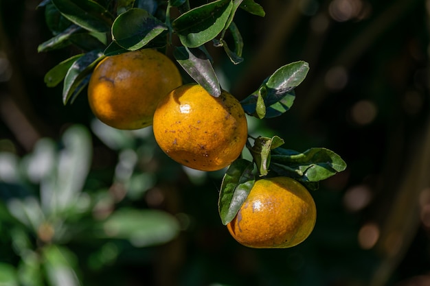 The sun shines on the fruit of the orange tree