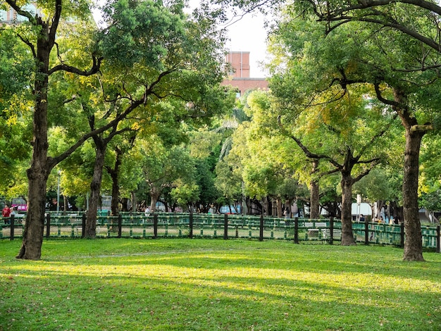 Foto il sole splende sull'erba del parco