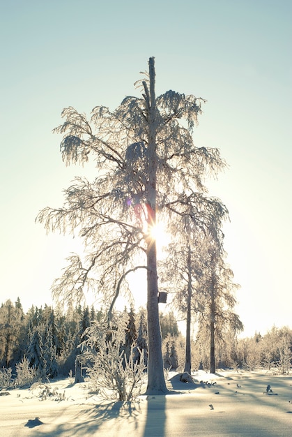 凍るような日に雪に覆われた冬の森の枝を通して太陽がフレームに輝きます