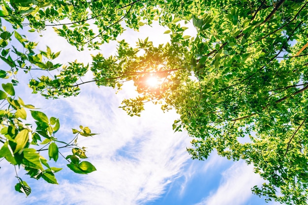Солнце светит сквозь ярко-зеленую листву дерева. Голубое небо и облака. Весеннее время