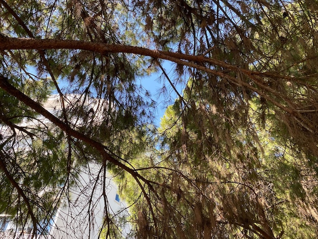 前景の澄んだ空を背景にモミヤシの針葉樹の枝の詳細を通して太陽が輝いています