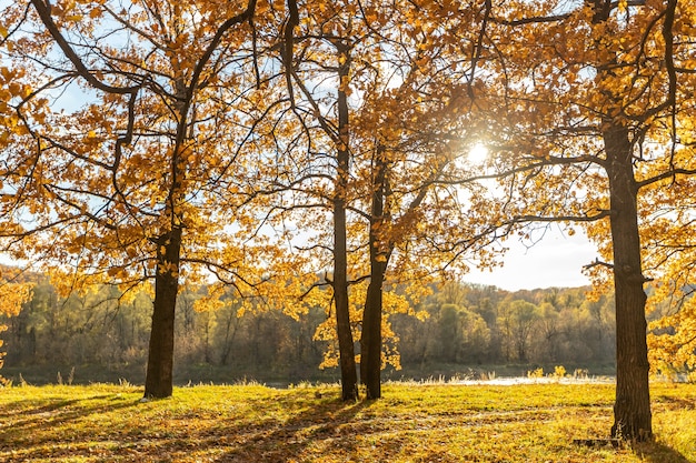 The sun shines through the dry yellow leaves. Autumn background