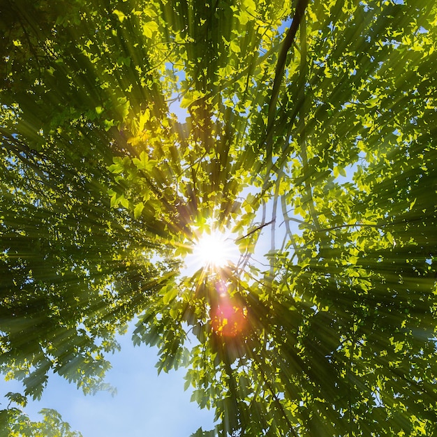 爆発的な木のてっぺんから太陽が輝いています