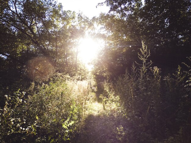 The sun shines through the leaves of the trees and grass