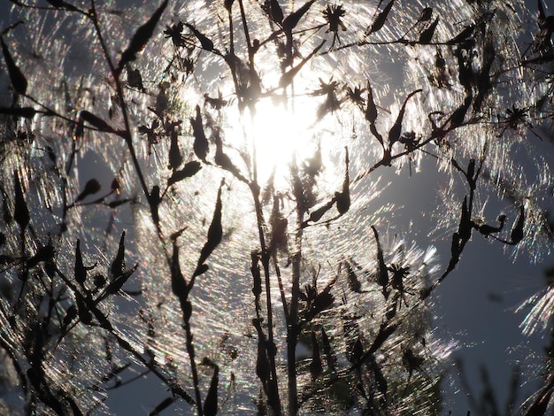 The sun shines through a spider web.