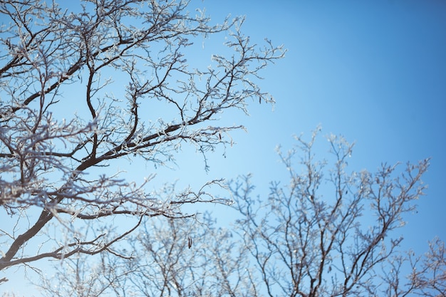 Sun shines through trees on blue sky