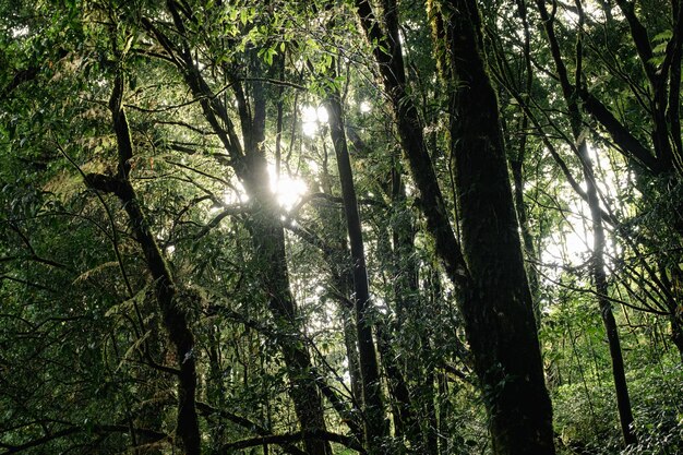 Photo the sun shines through the trees in the forest.