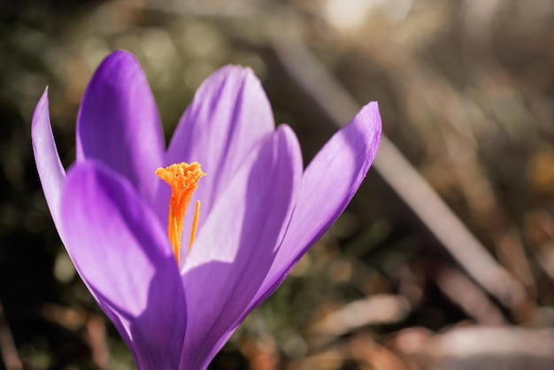 태양은 야생 보라색과 노란색 홍채에 빛난다 Crocus heuffelianus는 봄 마른 잔디에서 자라는 변색 꽃, 근접 매크로 세부 사항입니다.