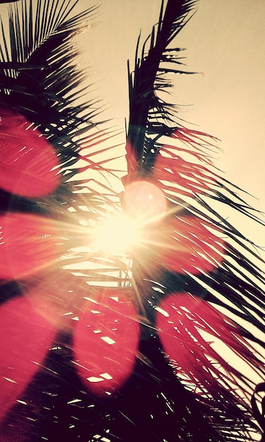 Фото Солнце светит за пальмой