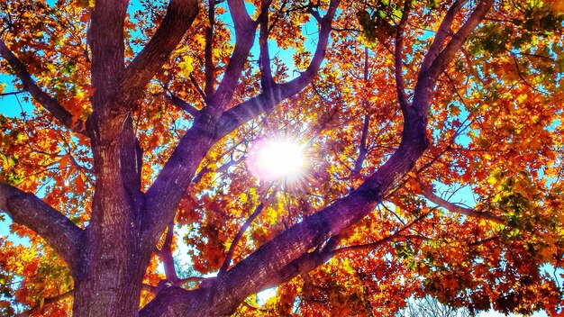 Sun shining through autumn tree