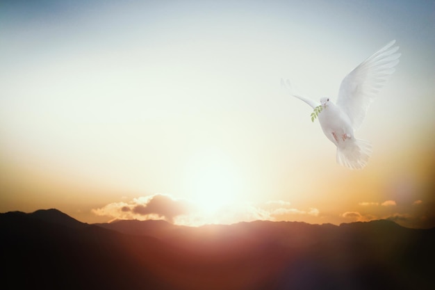 夕焼けの雲と空に輝く太陽と、リーを噛みながら飛ぶ白い鳩