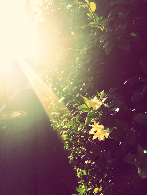 Photo sun shining through flowers