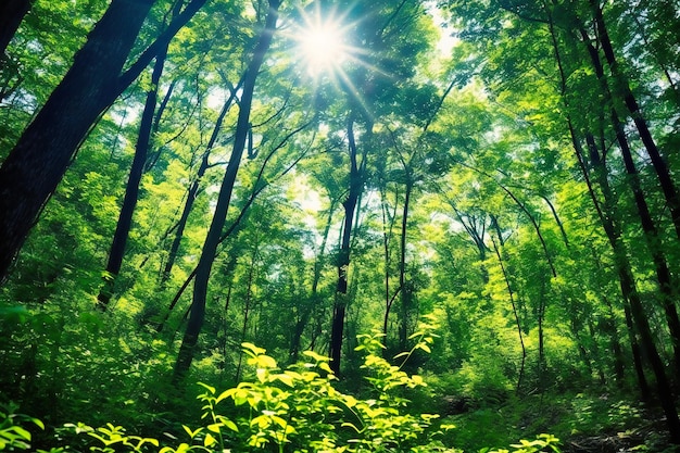 A sun shining through a forest full of green leaves and trees