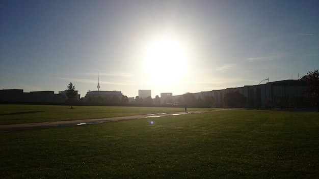 Sun shining through grassy field