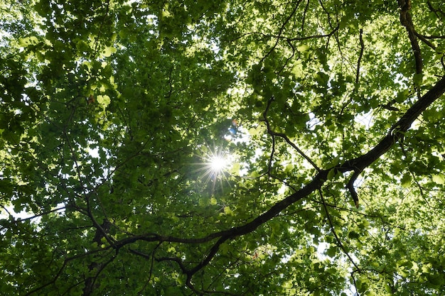 The sun shining through a majestic green oak tree on a meadow with clear blue sky in the background