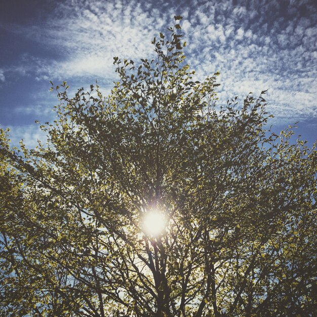 Photo sun shining through tree covered in fresh spring leaves