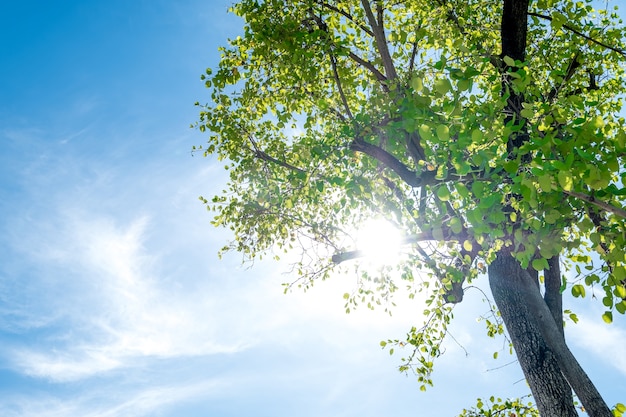 Sun shining through tree with blue sky.