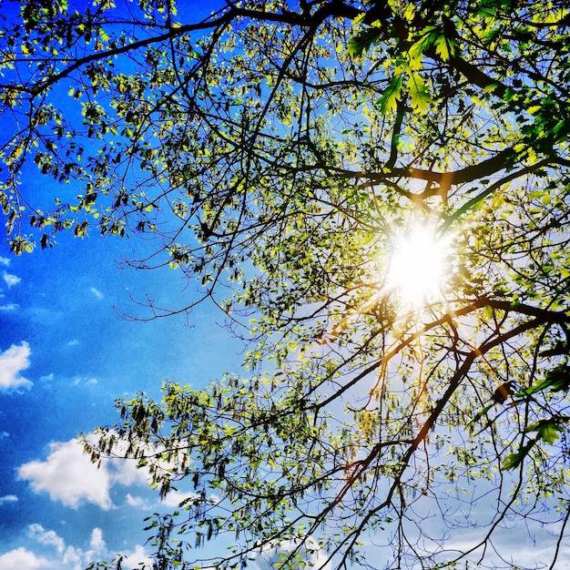 Foto il sole splende attraverso l'albero