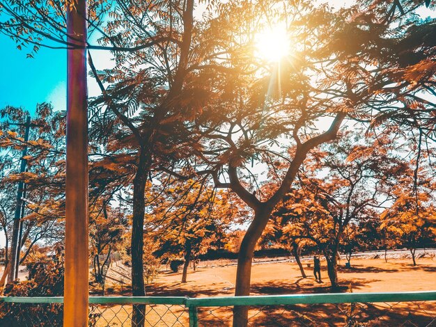 Sun shining through trees during autumn