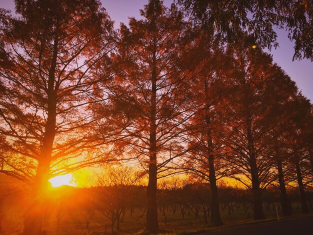 Foto il sole splende attraverso gli alberi durante il tramonto